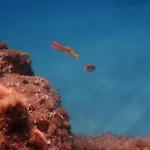 Le Casette Sul Mare Capo Vaticano