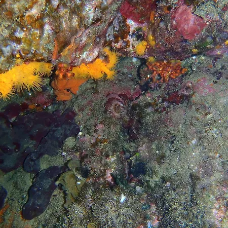 Dom wakacyjny Le Casette Sul Mare Capo Vaticano
